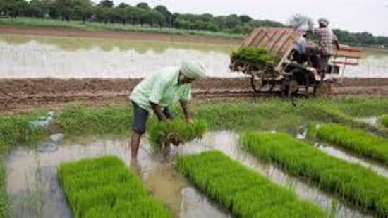 Paddy remains the principal Kharif crop in Uttar Pradesh, accounting for more than 60% of the total cultivable area in the state. (File)