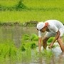కౌలు రైతు గోడు పట్టదా..? 