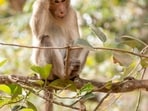 A monkey grabbed a bag with  <span class='webrupee'>₹</span>2 lakh cash in Uttar Pradesh and perched on top a tree, raining down the notes