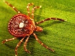 Alpha-gal in the US is likely caused by three types of ticks, as per CDC. Alpha-gal in the US is likely caused by three types of ticks, as per CDC.