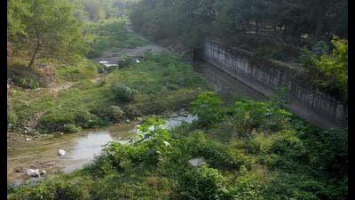A recent amicus report before the NGT found high faecal coliform and BOD levels in all major choes, indicating continued sewage contamination. (HT File) A recent amicus report before the NGT found high faecal coliform and BOD levels in all major choes, indicating continued sewage contamination. (HT File)