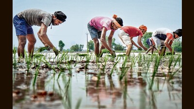 Paddy is sown in Punjab over an area of 32 lakh hectares (nearly 80 lakh acres) every year. (PTI) Paddy is sown in Punjab over an area of 32 lakh hectares (nearly 80 lakh acres) every year. (PTI)