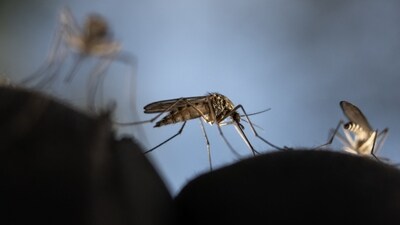 Google's initiative aims to reduce disease-carrying mosquito populations by releasing specially treated insects over two years in targeted areas with high mosquito activity. (AFP) Google's initiative aims to reduce disease-carrying mosquito populations by releasing specially treated insects over two years in targeted areas with high mosquito activity. (AFP)