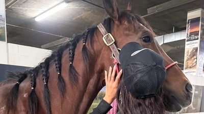 Detail, one of the horses stabbed in Las Vegas, is reportedly recovering. (Facebook/Arielle Phillips) Detail, one of the horses stabbed in Las Vegas, is reportedly recovering. (Facebook/Arielle Phillips)