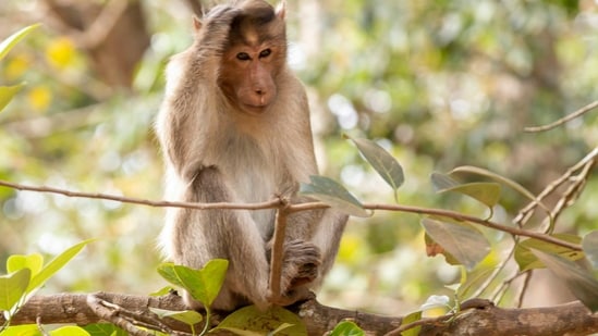 A monkey grabbed a bag with ₹2 lakh cash in Uttar Pradesh and perched on top a tree, raining down the notes (Representative Photo/ Unsplash)