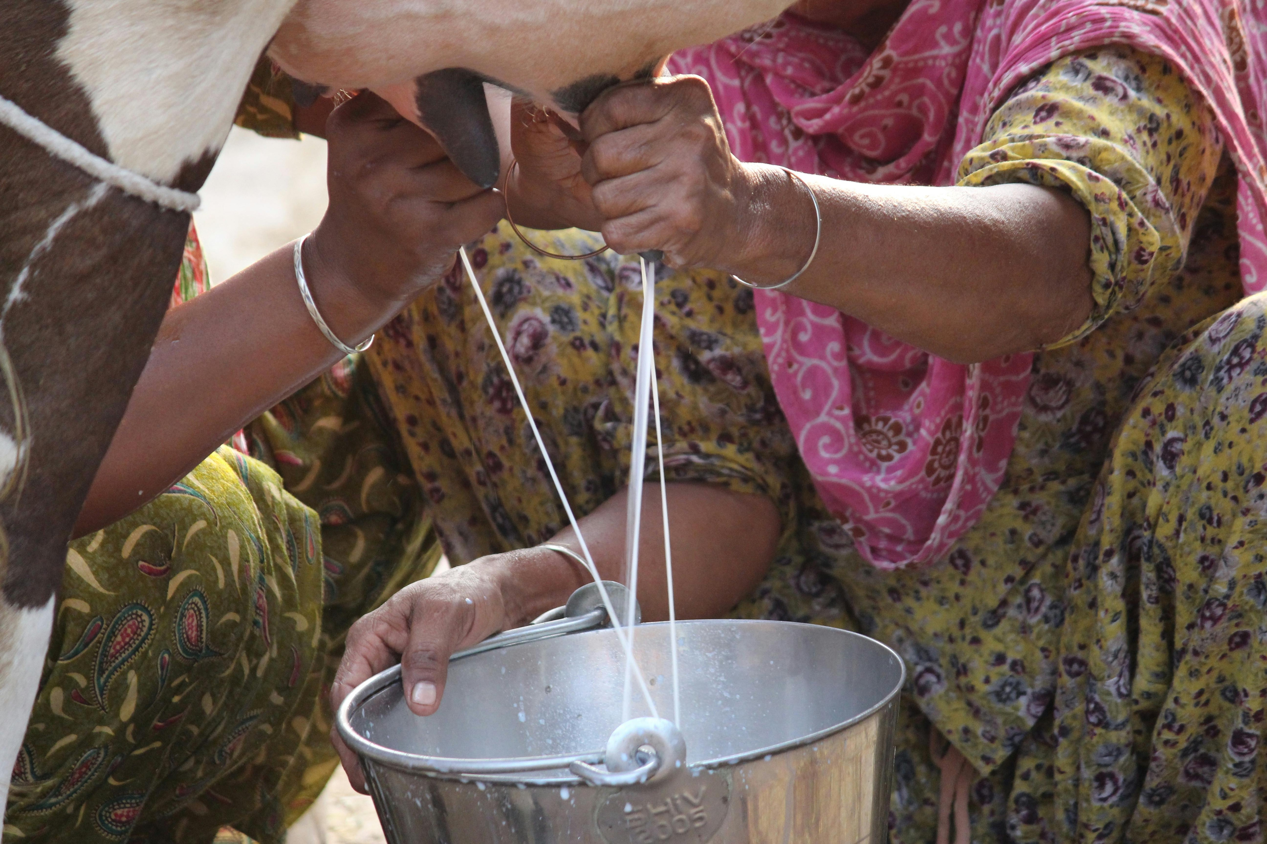 For the average individual, cow milk is most beneficial for healing and maintaining health. (Pexel) For the average individual, cow milk is most beneficial for healing and maintaining health. (Pexel)