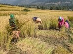 A farmer sprays nano fertiliser in a paddy field as interest grows in alternative nutrient solutions for sustainable agriculture. A farmer sprays nano fertiliser in a paddy field as interest grows in alternative nutrient solutions for sustainable agriculture.