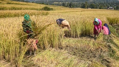 A farmer sprays nano fertiliser in a paddy field as interest grows in alternative nutrient solutions for sustainable agriculture. (PTI)