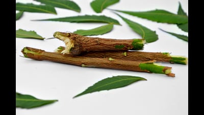 The old twig wears a new vocabulary. Yet its essence remains unchanged. (Getty Images/iStockphoto) The old twig wears a new vocabulary. Yet its essence remains unchanged. (Getty Images/iStockphoto)