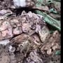 উইয়ে কাটা নোট! সুরেন্দ্রনাথ কলেজের ইউনিয়ান রুমে উদ্ধার বিপুল টাকার বান্ডিল