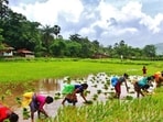 5.6 mn farmers to benefit from  <span class='webrupee'>₹</span>36k-cr loan waiver