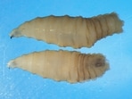 The eggs of the New World Screwworm hatch into maggots that eat live tissue. (CDC)