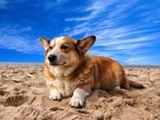 Enjoy your beach trip with your puppy, but make sure you train them beforehand to reduce stress. 