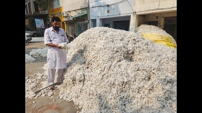 In 2025, cotton was cultivated on approximately 1.19 lakh hectares in Punjab. However, widespread crop losses due to unseasonal rainfall severely impacted production and farmer incomes. In 2025, cotton was cultivated on approximately 1.19 lakh hectares in Punjab. However, widespread crop losses due to unseasonal rainfall severely impacted production and farmer incomes.