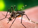 A total of 76 dengue infections have been reported in Chandigarh so far this year. (HT File Photo)