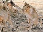 Gujarat ruled out CDV and Babesia in recent Gir lion deaths, attributing the fatalities to seasonal stress, dehydration and natural causes.