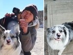 The 8-year-old Border Collie vanished near a town in China. 