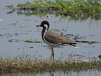 Jai Prakash Narayan Bird Sanctuary in Uttar Pradesh’s Ballia. (X)
