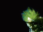 Leaf sheep can steal chloroplasts from algae, which it then uses to turn sunlight into energy, whenever algae itself becomes scarce. (WIKIMEDIA)