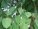 Nearly 600 Peepal, Banyan, Molshree, Semal, Kanji and Lasora trees were carefully relocated from project sites, including the Metro depot and the Polytechnic area in Lucknow. (REPRESENTATIVE IMAGE) Nearly 600 Peepal, Banyan, Molshree, Semal, Kanji and Lasora trees were carefully relocated from project sites, including the Metro depot and the Polytechnic area in Lucknow. (REPRESENTATIVE IMAGE)