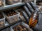 Australia's record-breaking insect seizure.