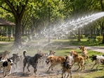 A viral video shows a water tanker helping stray dogs beat the heat. A viral video shows a water tanker helping stray dogs beat the heat.