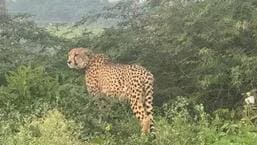 MP: Injured cheetah KGP-11 rescued from Morena, under close monitoring MP: Injured cheetah KGP-11 rescued from Morena, under close monitoring