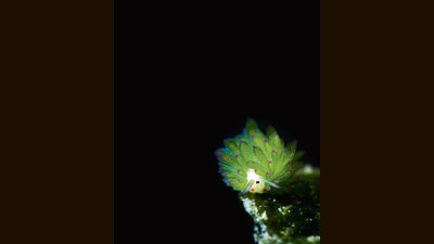 Leaf sheep can steal chloroplasts from algae, which it then uses to turn sunlight into energy, whenever algae itself becomes scarce. (WIKIMEDIA)