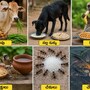 ఆవు, కుక్క, కోతి, పక్షులకు ఆహారం పెడితే అదృష్టం మారిపోతుందా? శని, రాహువు, కేతువు దోషాలకు సులభ పరిహారం ఇదేనా?