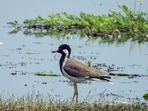 A Red-wattled Lapwing at Jai Prakash Narayan Bird Sanctuary in Ballia. (@narendramodi X/ANI Photo)