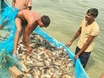 Fish farmers busy harvesting fish from their pond in Prayagraj (HT Photo)
