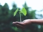 Officials informed that against a target of 5.76 lakh saplings under the Greening Chandigarh Action Plan 2025–26, the administration planted 6.64 lakh saplings across the city. (HT File)