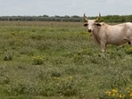 A cow stands in a pasture, a day after the USDA confirmed that New World screwworm was detected in a Texas calf, near Crystal City, Texas, U.S., June 4, 2026.  REUTERS/Kaylee Greenlee