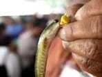 చేప ప్రసాదం (ఫైల్ ఫొటో)