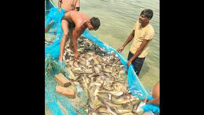 Fish farmers busy harvesting fish from their pond in Prayagraj (HT Photo) Fish farmers busy harvesting fish from their pond in Prayagraj (HT Photo)