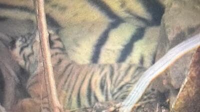Riddhi had previously given birth to a cub in 2022 and three cubs in May 2023. (HT Sourced Photo)