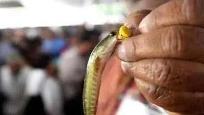 చేప ప్రసాదం (ఫైల్ ఫొటో)