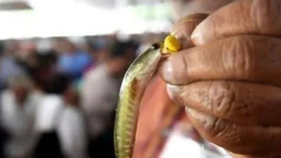చేప ప్రసాదం (ఫైల్ ఫొటో)