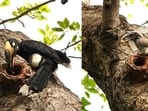 A female oriental pied hornbill and a male Indian grey hornbill (right) providing food at the latter’s nest in Lodhi Gardens, Delhi. (SHOBITA ASTHANA)