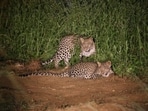 Apart from leopards, the sanctuary is also home to sambars, barking deer, jackals, wild boars, pythons and numerous bird species. (HT Photo) Apart from leopards, the sanctuary is also home to sambars, barking deer, jackals, wild boars, pythons and numerous bird species. (HT Photo)