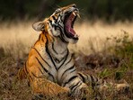 పోలవరంలో పులి సంచారం
