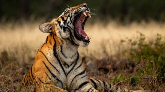 పోలవరంలో పులి సంచారం