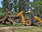 According to the order, 336 trees will be transplanted, while the remaining 28, mostly dry, will be felled. (HT Archive)