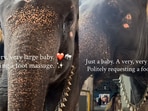 Baby elephant Mangalam enjoying a gentle foot massage.