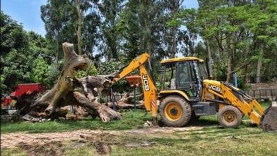 According to the order, 336 trees will be transplanted, while the remaining 28, mostly dry, will be felled. (HT Archive)