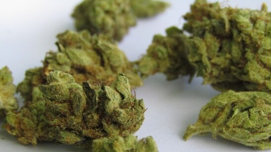 According to the officials, in another incident on June 4, a passenger who arrived from Bangkok was held with 6.66 kg of hydroponic ganja, valued at ₹2.33 crore. (Representative image/Pixabay)