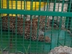 Captured Leopard in Dudhwa buffer zone (Sourced)