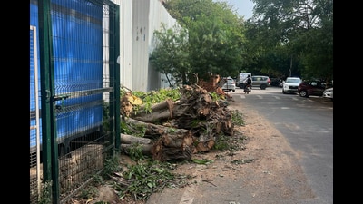 Activists have called upon Punekars to come forward and support efforts to protect the mature trees at the site. (REPRESENTATIVE PIC)