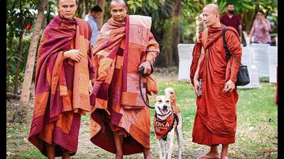 Aloka, a four-year-old Indian Pariah breed, was adopted by the monks from the Huong Dao Vipassana Bhavana Center. (Photo: Raj K Raj/HT)