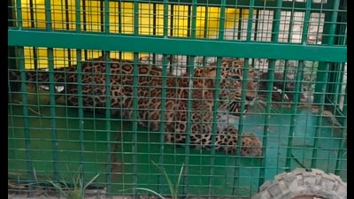 Captured Leopard in Dudhwa buffer zone (Sourced)